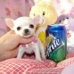 Cachorros de Chihuahua en Adopcion tamaño superreducido, toy miniatura, de las mejores líneas de sangre de campeones y con Pedigree. Lista para irse a su nuevo hogar. 10 Semana de edad se encuentran vacunados, desparasitados, garantia virica, tamaño. Para más información y fotos contacto email